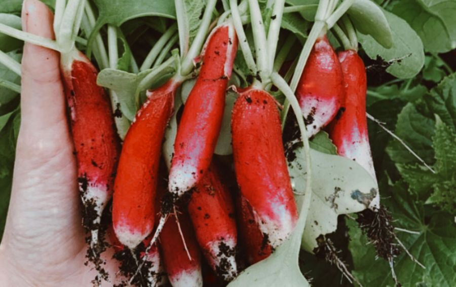 Frisches Gemüse in der Hand des Kochs